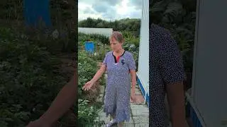 Почему нельзя дергать сорняки #сорняки #мульчирование #картошка