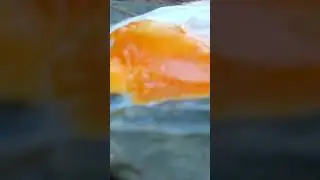 Cooking Chicken Eggs on a Rock #shorts #deliciousfun