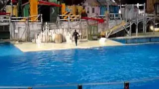 Dolfijnen Show @ Boudewijn Seapark..