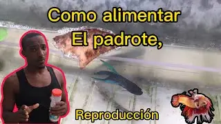 Como alimentar el betta en la reproducción @platinobettaspibul5409