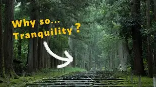 Japan Travel / Even Japanese are impressed !  Experience the tranquil moss shrine / 平泉寺白山神社 / 福井観光