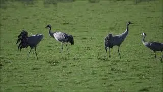 Eurasian cranes , Grus grus