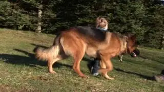 Protection Dog - Toddler with Kraftwerk K9 Protection Trained German Shepherd