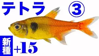 ③ 新種 の テトラ 15種 追加　生息地 の美しい映像あり