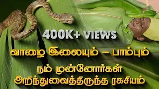 வாழை இலையும் பாம்பும் | நம் முன்னோர்கள் அறிந்துவைத்திருந்த ரகசியம் | Banana Leaf Benefit