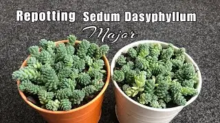 Repotting Sedum Dasyphyllum Major