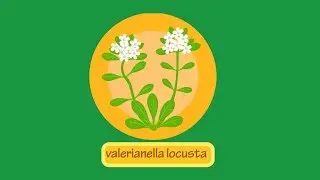 Valerianella Locusta - ITA
