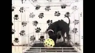 Canine Paws Academy: Alternative Feeding / Mental Stimulation