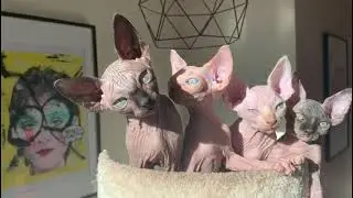 SPHYNX KITTENS! (Dolly's first litter back in 2018!)