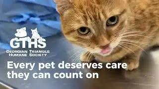 The GTHS Animal Hospital Spot: Affordable Care, Healthy Pets