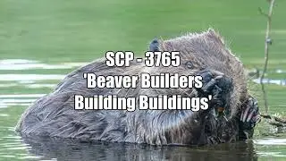 SCP - 3765 'Beaver Builders Building Buildings'
