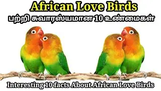 Top 10 Facts About African Love Birds in Tamil