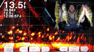 Ice Fishing MEGA SCHOOLS of JUMBO PERCH! (Underwater Livescope Footage)