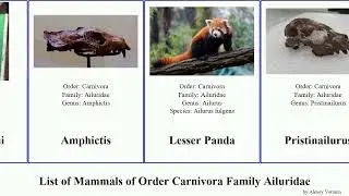 List of Mammals of Order Carnivora Family Ailuridae Simocyon Pristinailurus Yuga batalleri Lesser
