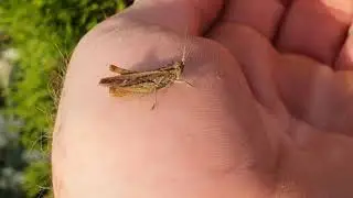 The Common Field Grasshopper