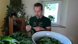Minze ernten und verarbeiten