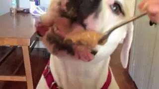 Bad day? Watch my dog eat peanut butter!