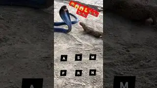 सांप और नेवले के बीच खूनी जंग:😱🐍#SnakeFight #Wildlife #SnakeVsMongoose #viralshorts #snake  #Shorts