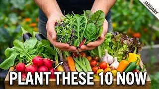 10 Crops You NEED to Plant Before January Ends