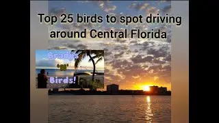 Top 25 Birds to Spot in Central Florida (Beginner's Guide)