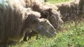Ossau-Iraty, la filière se dévoile