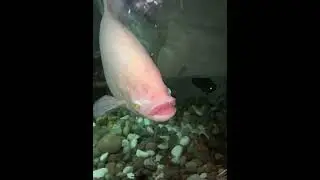 Trout pout