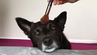 Everyday Makeup Tutorial FOR MY DOG  | Applying Makeup on my DOG (THANK YOU FOR 100 SUBS!)