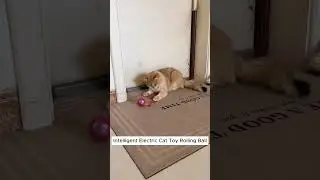 Watch How This Automatic Rolling Ball Makes Playtime More Fun!