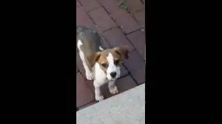 Lilly the sneaky escape artist