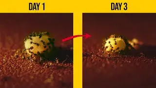 (⚠ Watch this till the end of this video!) 🐜 Ants vs 🍬Nerds in 3 days but cinematic 🎞 | Jarred Reyes