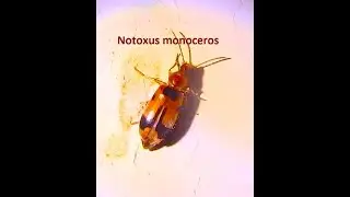 Notoxus monoceros  by  Theo