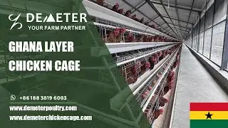 Chicken Cage Ghana--Automatic Egg Chicken Layer Battery Cages For Accra Poultry Farms