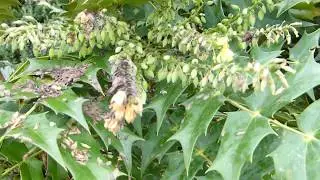 Mahonia media Charity - Mahon&iacute;a - Sk&oacute;garbrydda - Skrautrunni - Gar&eth;yrkja