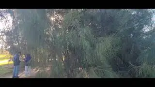 Video ( Kỷ niệm đi d&atilde; ngoại ở  Biodiversity at Cherry LaKe -  Victoria  - Australia, Ng&agrave;y 1/1/2026 )