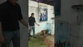#دكرين @مالينو للبيع وبسعر مغري جدا من داخل اكاديميه الكابتن شمس لتدريب وتأهيل #الكلاب