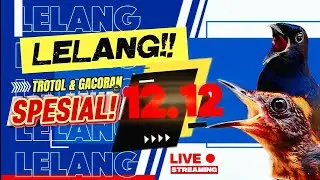 SPESIAL 12.12!! LELANG MURAI TERBAIK DI ABS MURAI BATU‼️