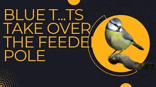 Blue T...ts Take Over the Feeder Pole