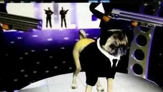 Frank The Pug 