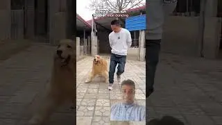 🐶 Dog Dancing With Owner &ndash; Cutest Dance Duo Ever! 💃❤️ #shorts #viralshorts