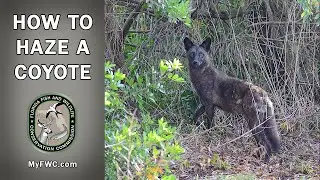 How to Haze Coyotes