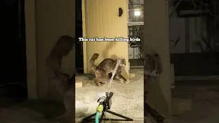 Karma gets unsuspecting cat after trying to eat baby Birds #cats