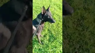 PNP EOD and Canine Group (Explosive Detection Dog Training 