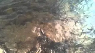 Big flat brook, Del. Watergap National Park, abundant Trout