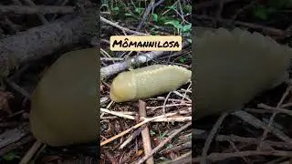 They move very slow. Abenaki indigenous language translated. #abenaki #wabanaki #slugs #sluglife