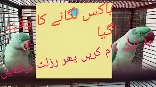 Raw Parrot Breeding Tips / Birds information /Breeding Box Time