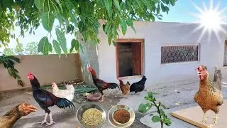 Summer Flock Care Tips | Dr. ARSHAD