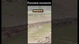 Funny videos 😂 #funny #foryou #pets #shorts #suscribe
