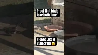 This Little Bird&rsquo;s Bath Is the Cutest Thing You&rsquo;ll See Today 🐦💦