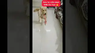 What a Change in Charlie's Behaviour👏 |Dog Training and Boarding at Karimnagar|#merrypetsdogtraining