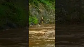 Crocodile Bites Wildebeest Leg And Pulls It Underwater #animals #wildanimals #wildlife #crocodile